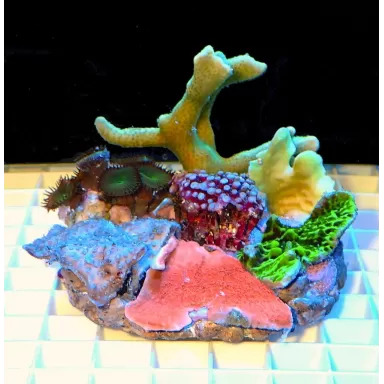Koralen tuintje Medium Mix koralen