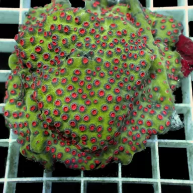 Cyphastrea spp Green Red