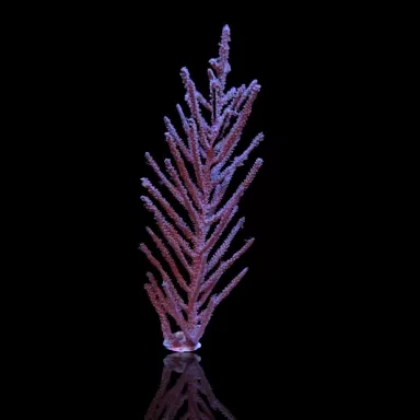Muriceopsis flavida Purple Bush gorgonian Miami M size