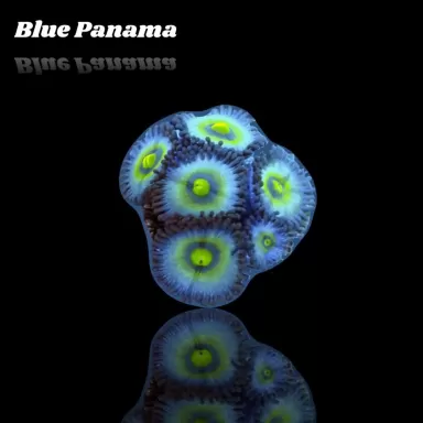 Zoanthus Blue Panama Frag S size