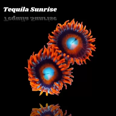 Zoanthus Tequila Sunrise