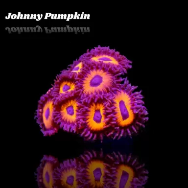Zoanthus Johnny Pumpkin Frag S size