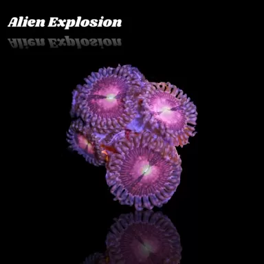 Zoanthus Alien Explosion Frag S size