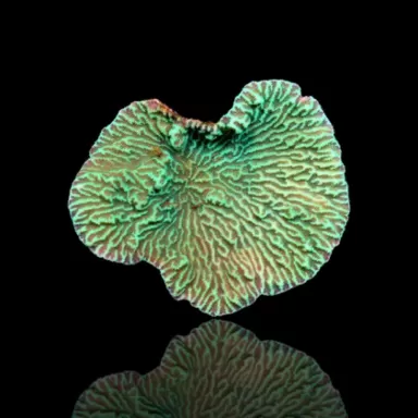 Merulina Ampliata plate shape M size