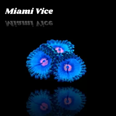 Zoanthus Miami Vice Frag S size