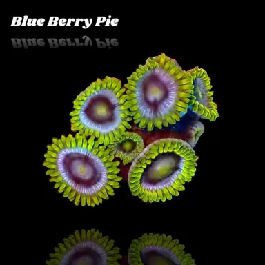 Zoanthus Blue Berry Pie S size