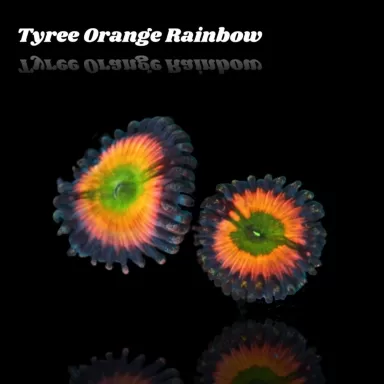 Zoanthus Tyree Orange Rainbow S size