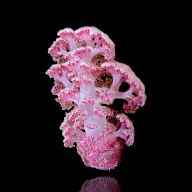 Dendronephtya Pink L Size