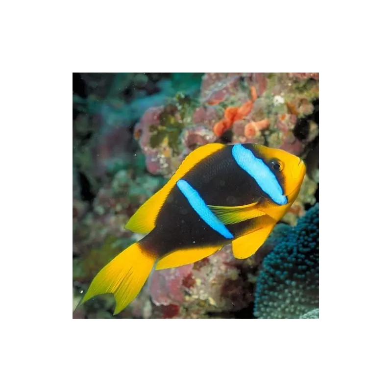 Amphiprion Chrysopterus M