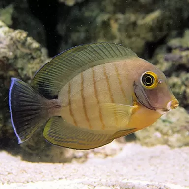 Acanthurus Tristis JUV (S)