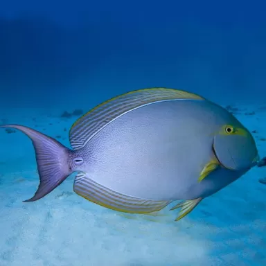 Acanthurus Xanthopterus (L)