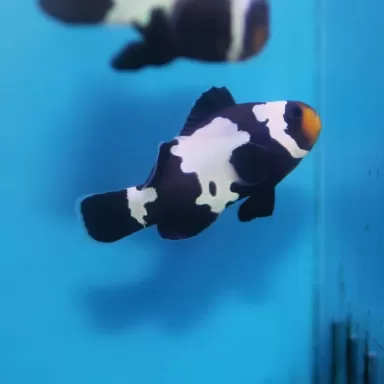 Amphiprion Ocellaris Black Snowflake
