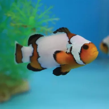 Amphiprion Ocellaris Snowflake