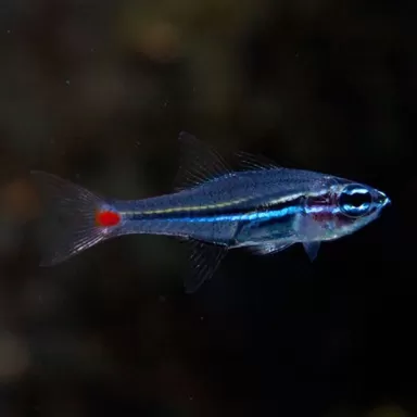 Apogon Parvulus
