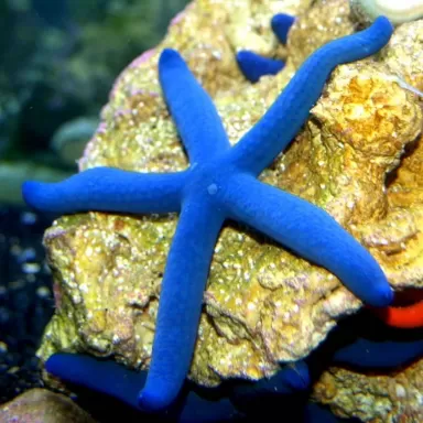 Linckia Laevigata (L)