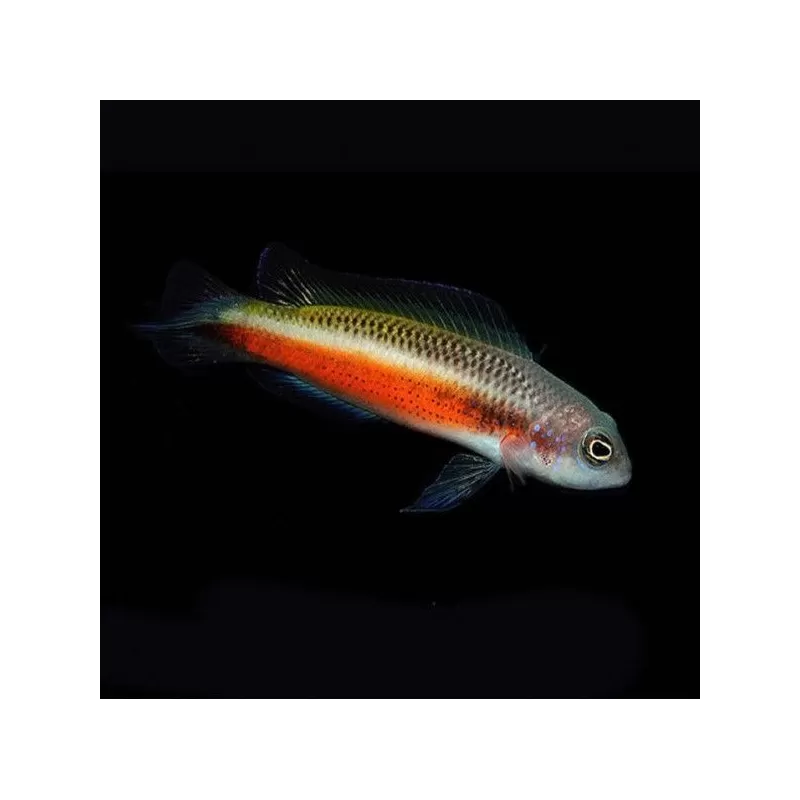 pseudochromis tonozukai female