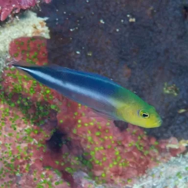 Pseudochromis bitaeniatus