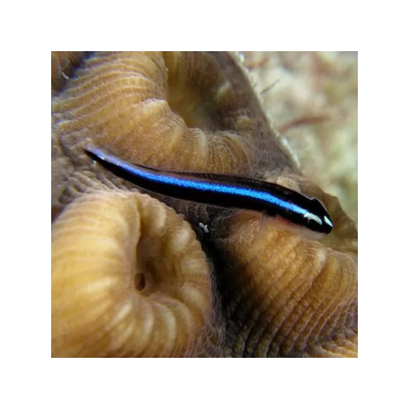 gobiosoma oceanops