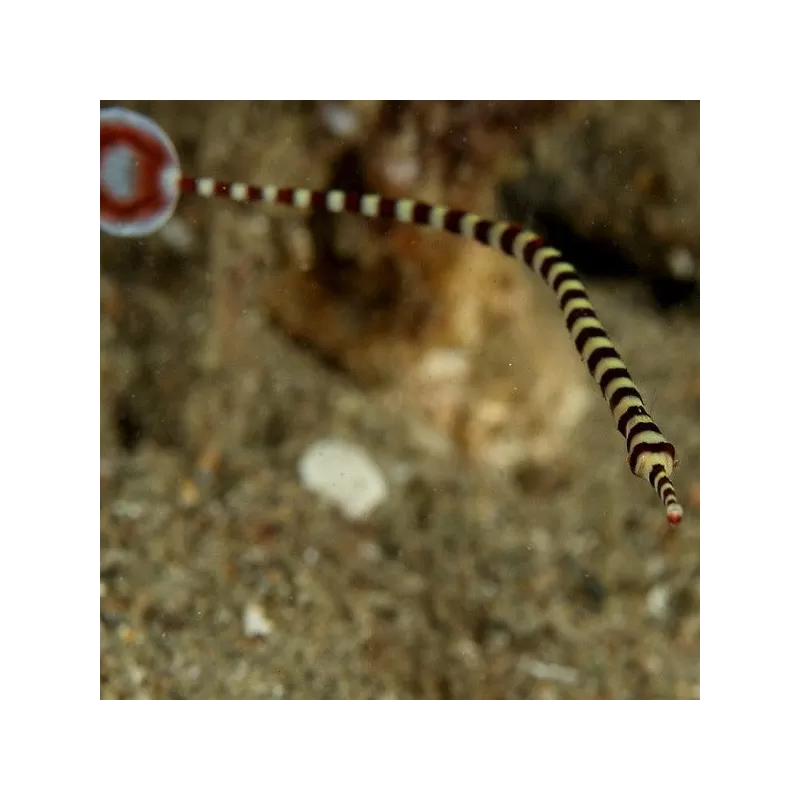 Doryrhampus Dactylophorus